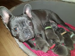 **ready Now**reduced Price Kc Blue French Bulldog