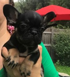 Lovely French Bulldog Puppies For Sale.