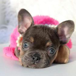 Fluffy frenchie carrier
