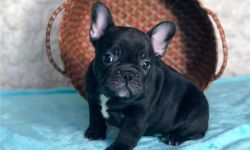 Affectionate French Bulldog Puppies.