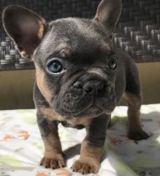 AKC French Bulldog puppies left 4 boys and 3 girls