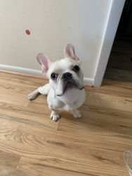 10 month old Frenchie