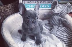 Adorable French Bulldog For re-homing...