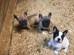 AKC REGISTERED FRENCHIES