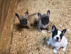 AKC REGISTERED FRENCHIES