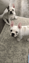 2 Male Frenchies