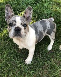 ADORABLE FRENCH BULLDOG PUPPIES AVAILABLE