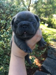 AKC Blue French Bulldogs- male and female