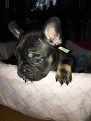 Beautiful 6 Week Old Purebred Frenchie Puppies