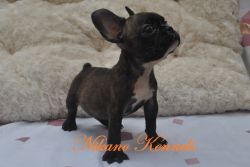 BORDEAUX - MALE FRENCHE BULLDOG FRENCHIE PUPPY FOR SALE!!!
