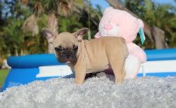 Adorable French Bulldog Puppies For Sale