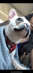 French bulldog needs a new home