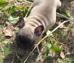 Adorable French Bulldog Puppies for sale.