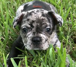Merle French Bulldog Pup