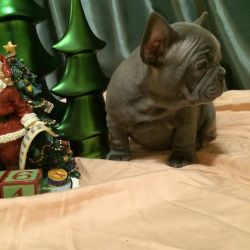 French Bulldogs Needs Home