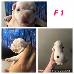 Faux Frenchie Puppies/Frenchton Puppies
