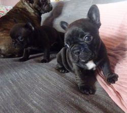 Papers French Bulldogs