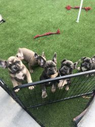 AKC Blue Frenchie puppies