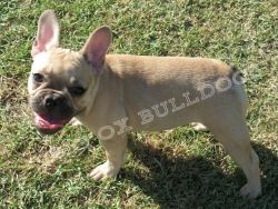 AKC French Bulldog Puppy-15 weeks