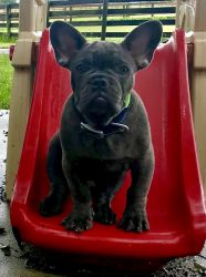 7 month old Frenchie male