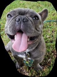 Handsome French bulldog in need of a home