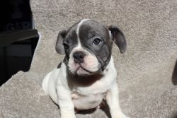 Frenchies For Sale