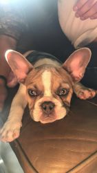 Adorable French bulldog for sale