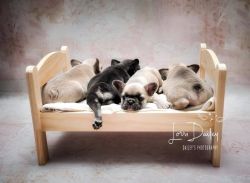 Frenchies looking for forever home