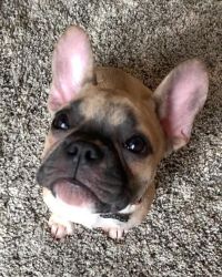 5 Month old Male French Bulldog AKC register with paper work.