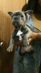 Male Blue French Bulldog for sale