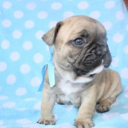 Available French bulldogs