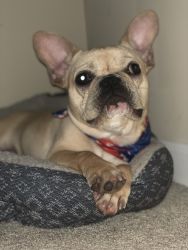 Frenchie bulldog need to be rehomed