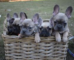 AKC French Bulldog Puppies