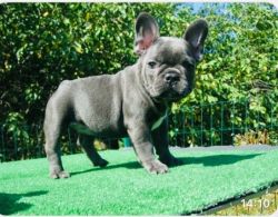 2- 6 month French Bull Dogs Puppies