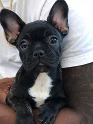Frenchies For Sale
