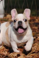 French bulldog puppies and young adults available