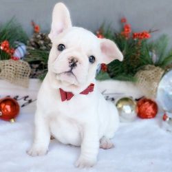 AKC registered French Bulldog Puppies For Sale