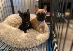 Home Raised French Bulldog Puppies For Sale