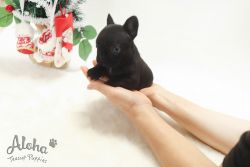 Teacup Mini French Bulldog Puppies For Sale - Bella