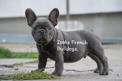 French bulldog puppy\'s