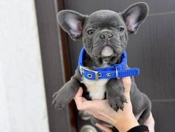 Cute Home Raised French Bulldog Puppies