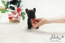 Mini Teacup French Bulldog Puppies For Sale - Bella