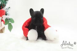Mini Teacup French Bulldog Puppies For ale - Bella
