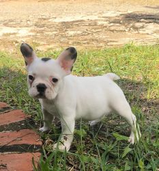 French Bulldog For sale