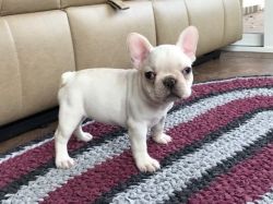 Awesome AKC Puppies of French Bulldog Available