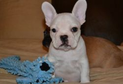 Adorable M/F French Bulldog Puppies for sale