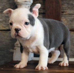 Trained AKC French Bulldog Puppies Ready for sale