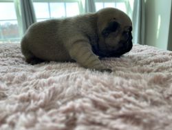 Beautiful Frenchies for sale!