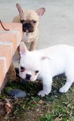Lovely French Bulldog Puppies For Sale