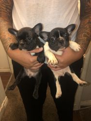 French Bulldog Puppys Available! For a Great Price